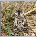 Agrotis vestigialis - Kiefernsaateule 03b.jpg